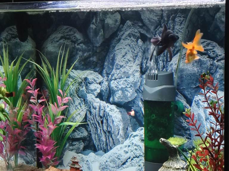 100 litre fish tank