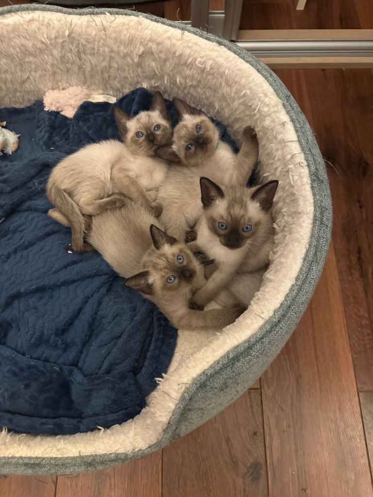 Beautiful Siamese Kittens ~ 2 LEFT~