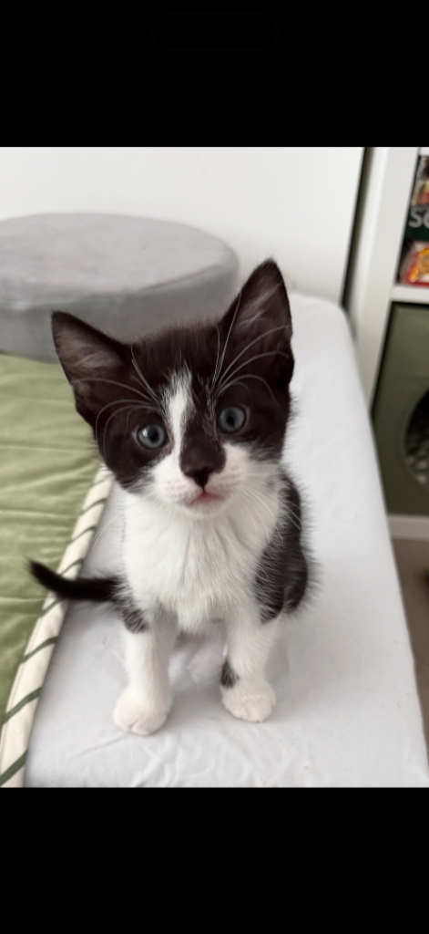 Kittens for sale x8
