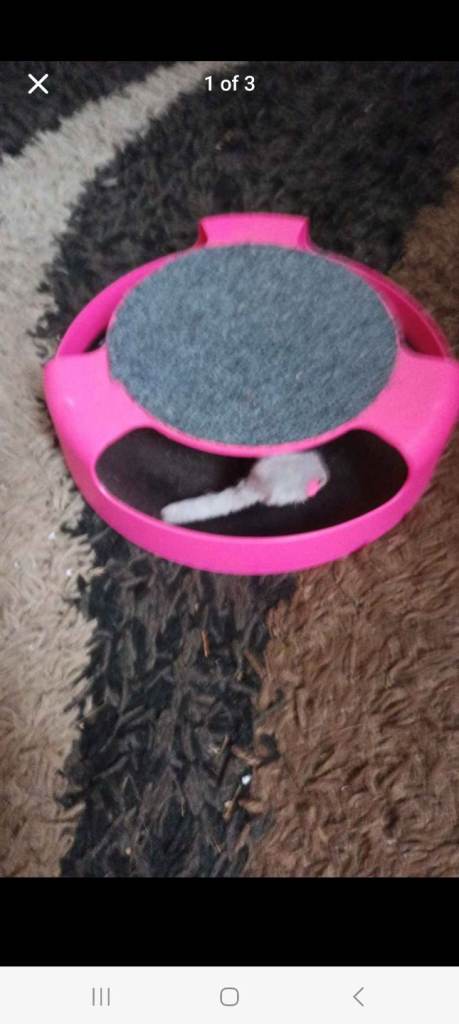 Cat toy