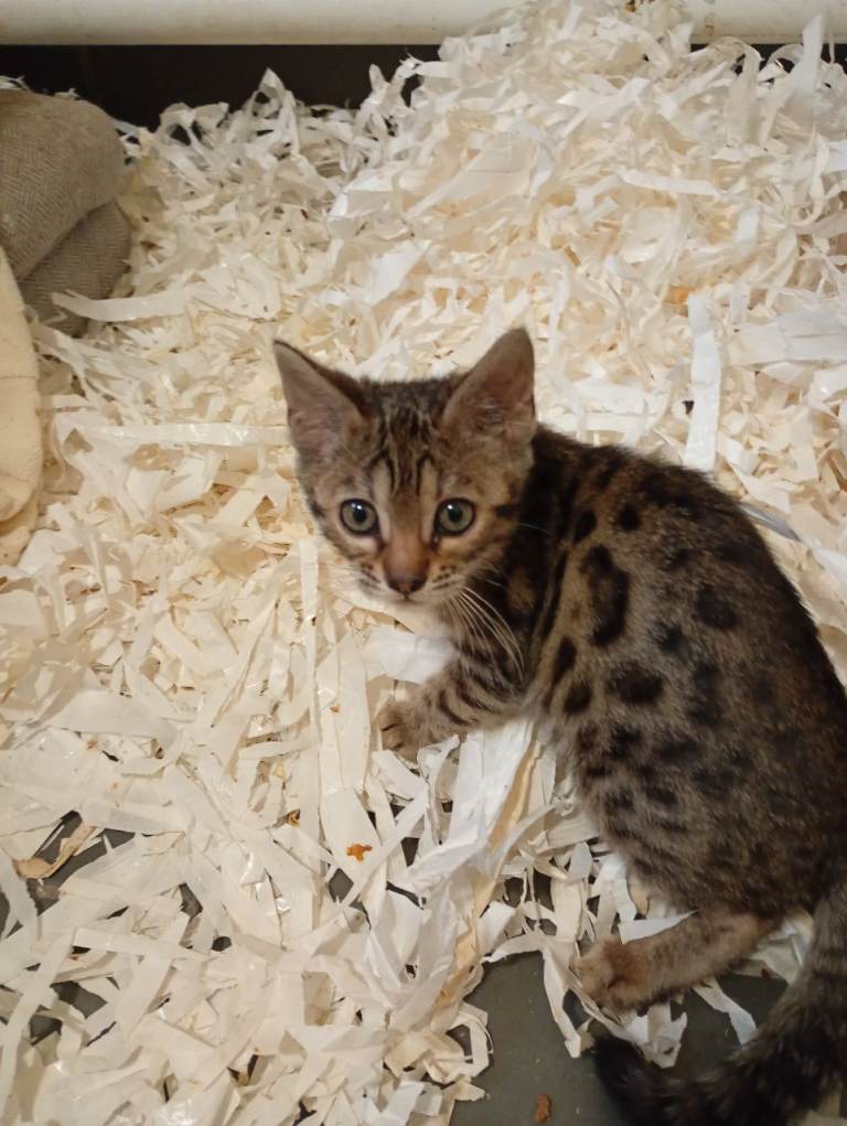 Bengal kittens 