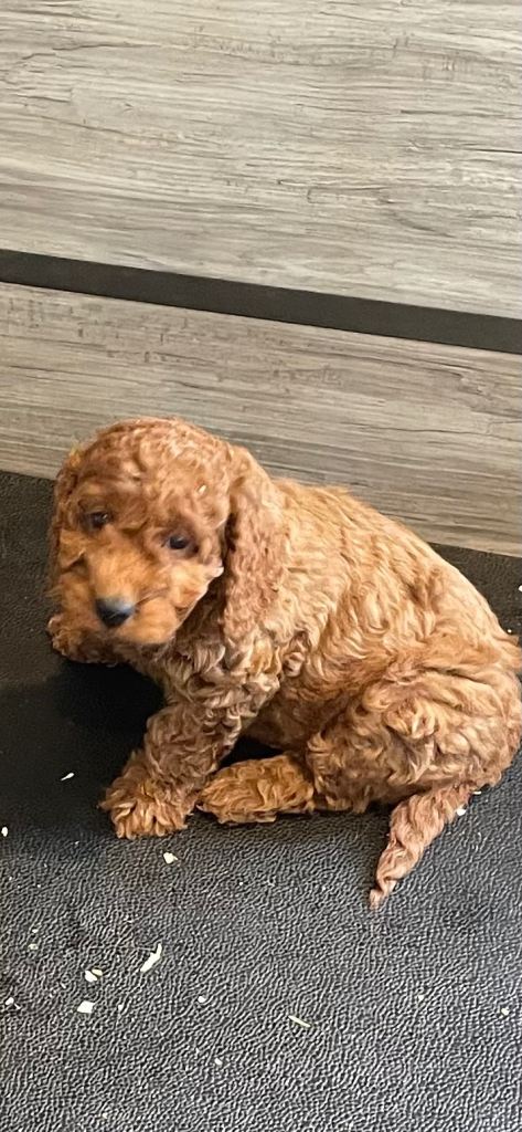 Cockapoo Puppies