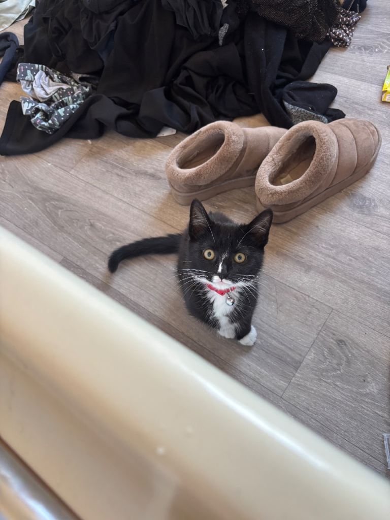 Female kitten for sale