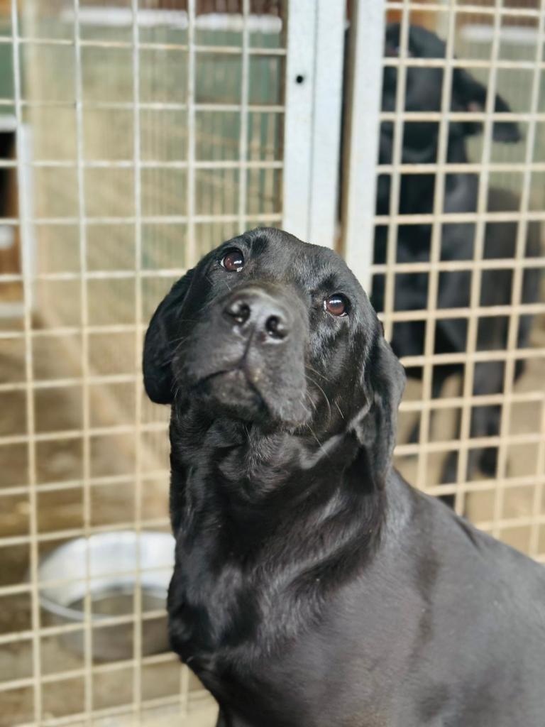 Sweet little Labrador 