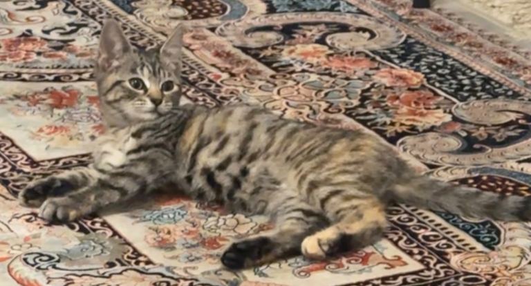Kitten looking for a new home