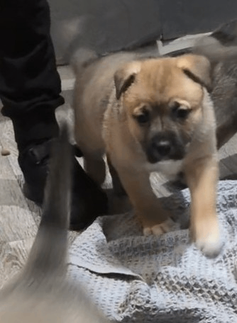 Beautiful Mixed Breed - Mum is Bullboxer and dad King German Shepherd.