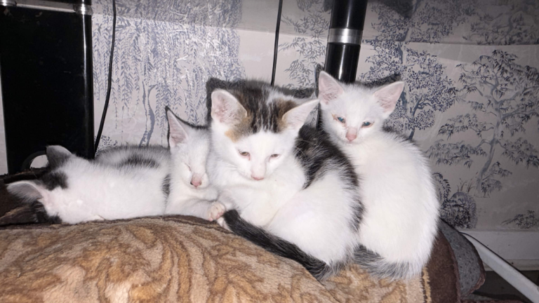 five adorable kittens looking for new homes