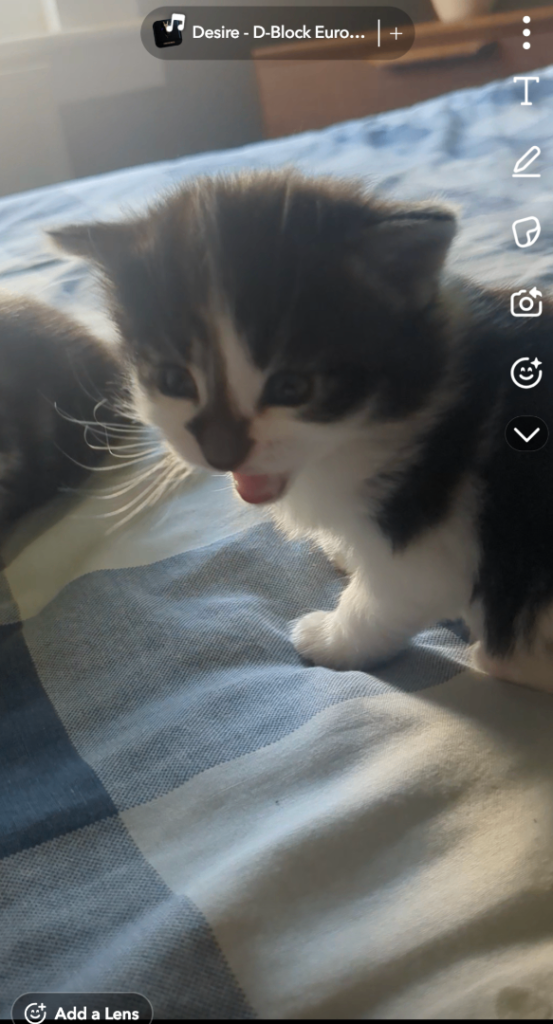 4 Kittens for sale 