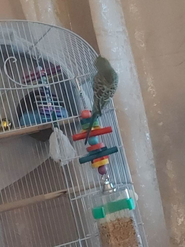 6 month old budgie