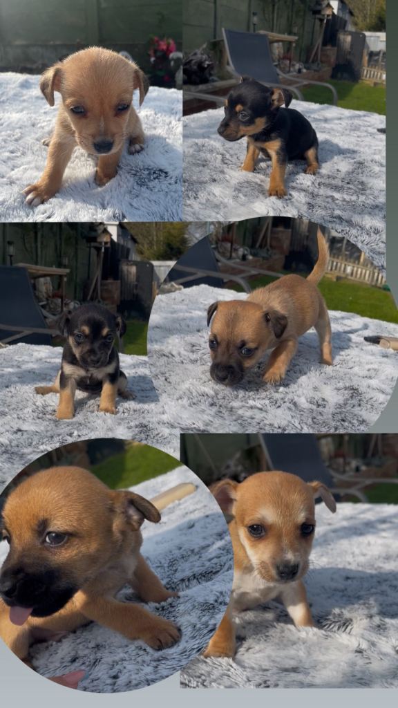 6 Chihuahua X jack russell puppies 