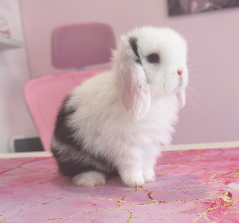 Pure bred mini lop