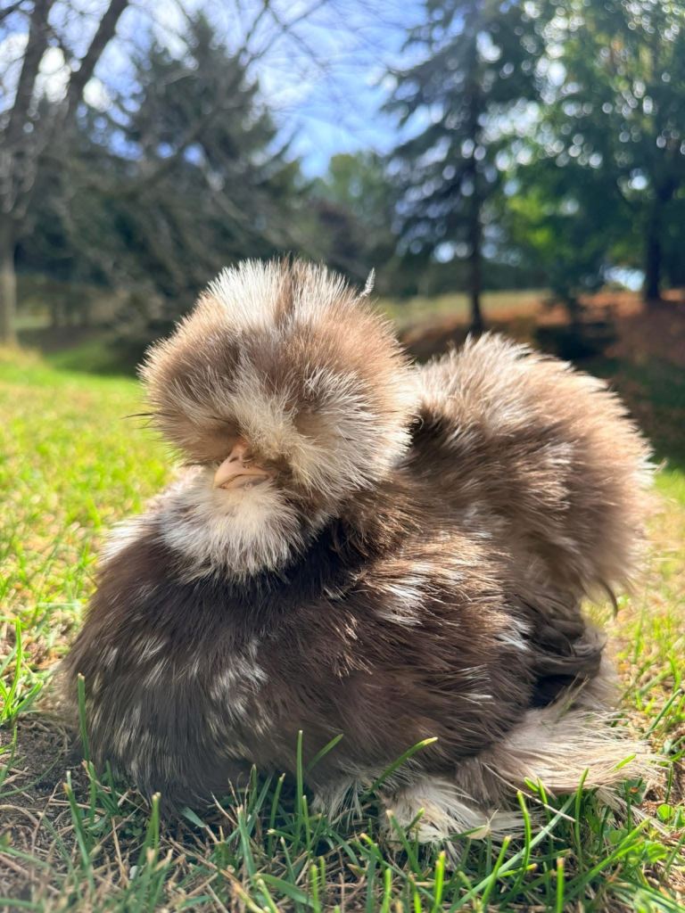 Silkie and pekin bantams 