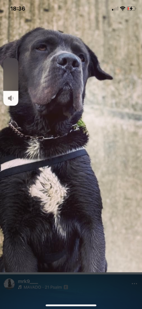 8 week cane corso puppies read add ready to find life time homes ⭐️⭐️