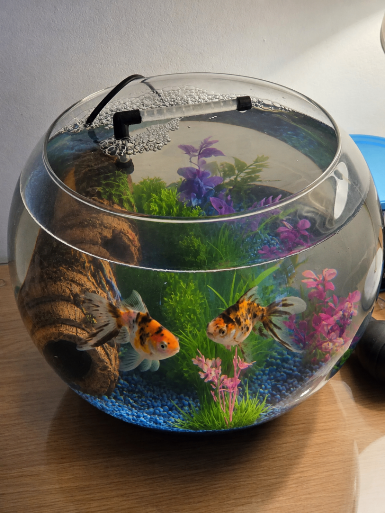 Two cute calico goldfishes looking for a new home!
