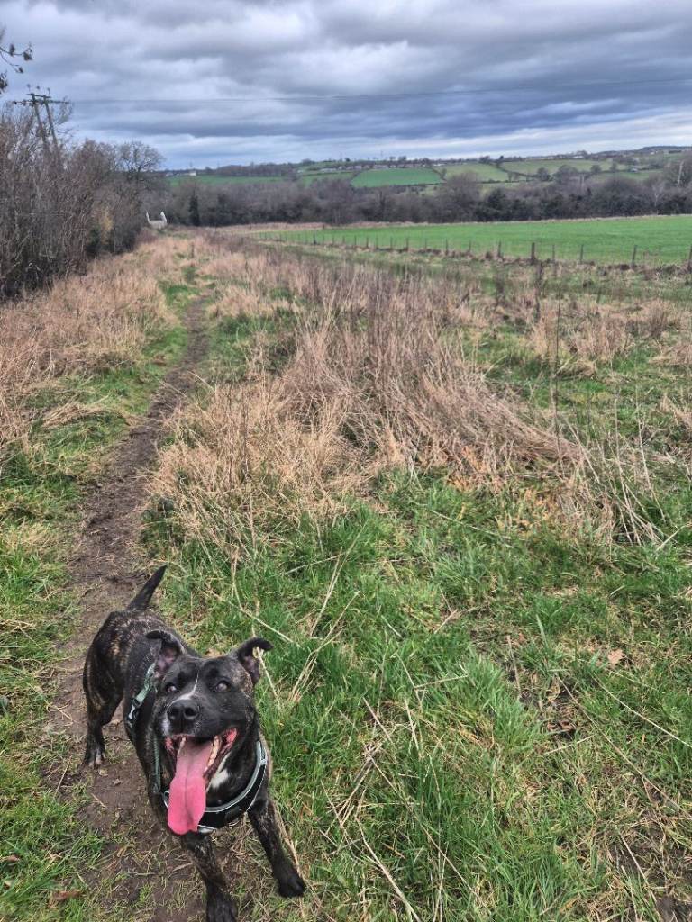 Staffy x Gerberian Shepsky 