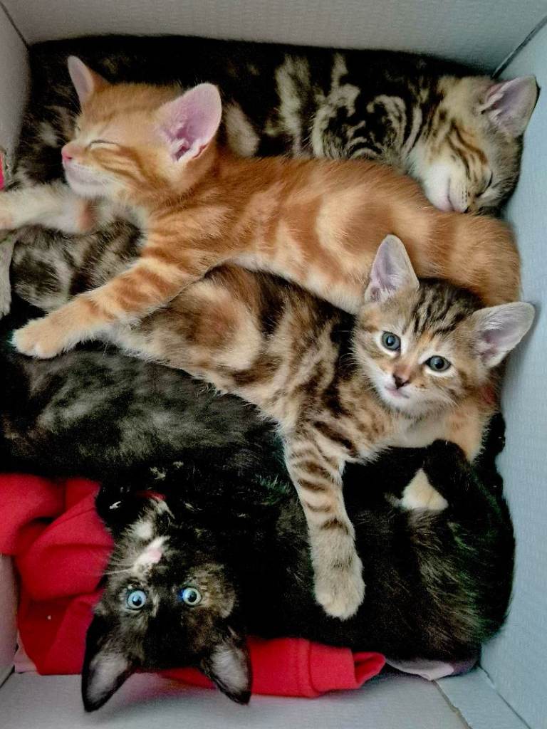 Beautiful Kittens Looking for Forever Home 