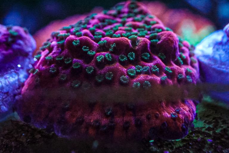 Tropic thunder montipora coral marine frags 