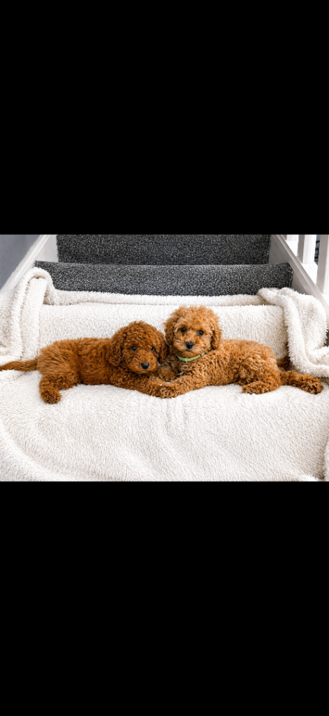  Ready now Stunning F1BB cavapoo puppies 