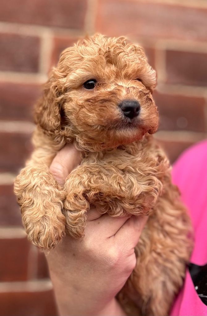 Stunning cavapoo puppies 