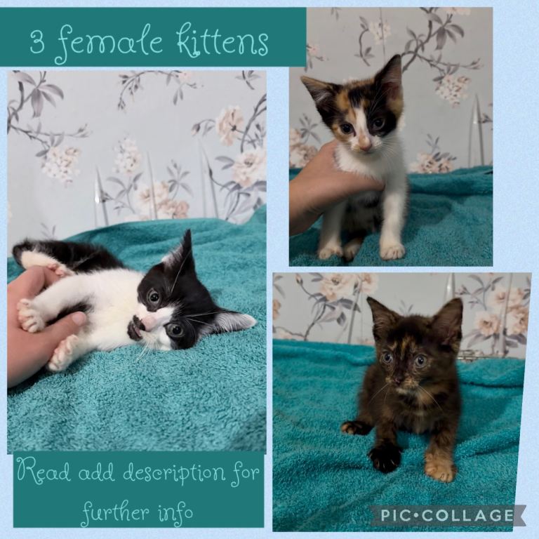 3 beautiful kittens 