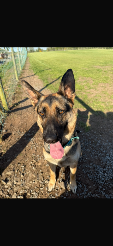 German shepherd 5 year old needs good home 