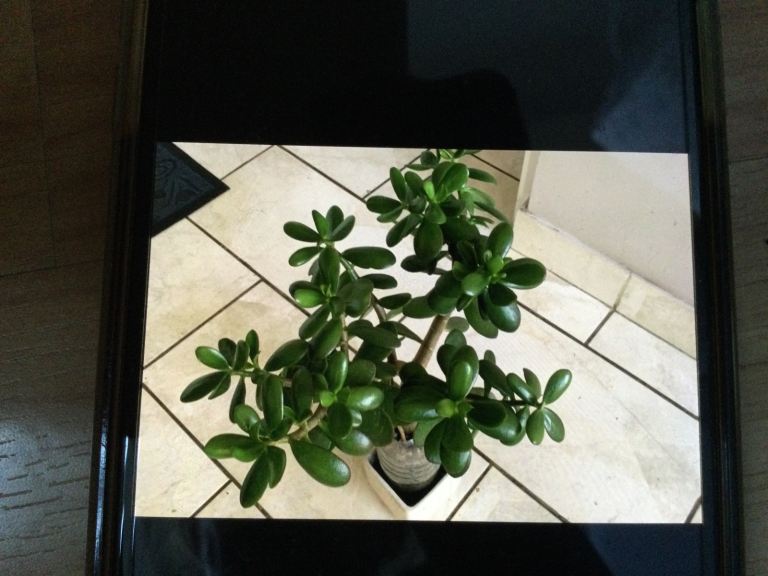 Jade plant or Chinese money plant 