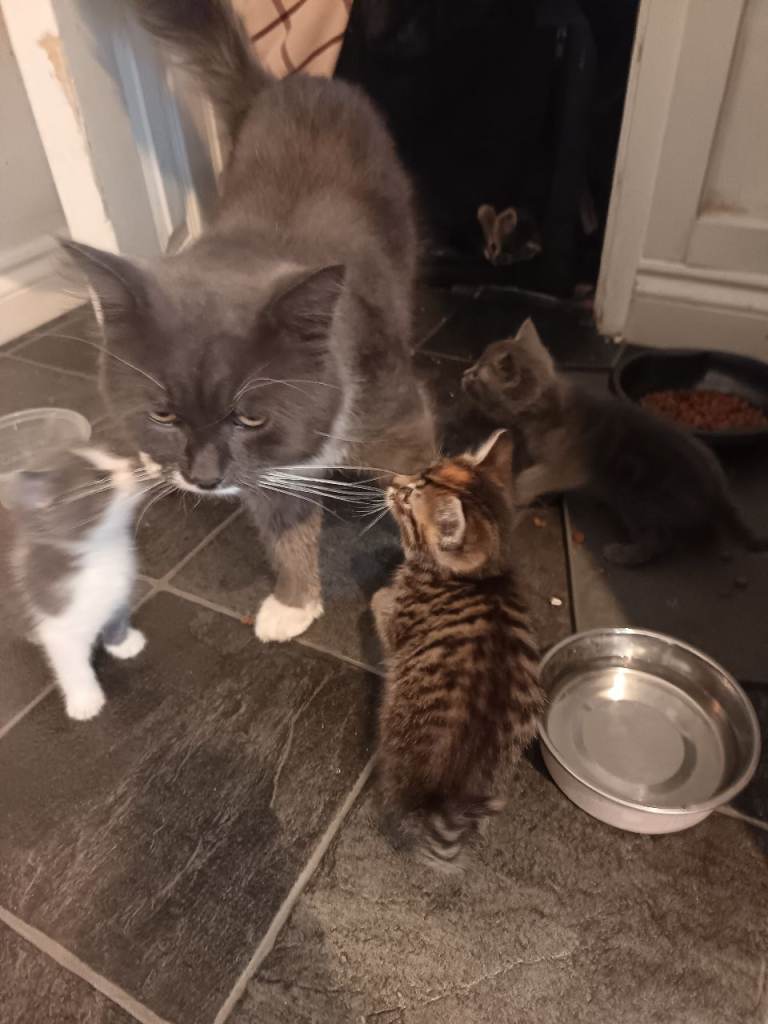 Kittens