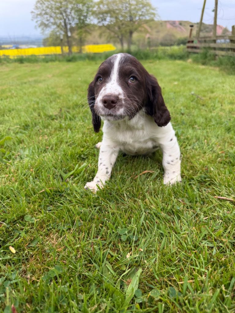 Springer Spaniel Puppies 