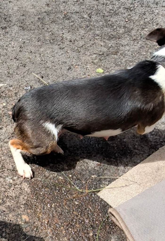Minature jack russell