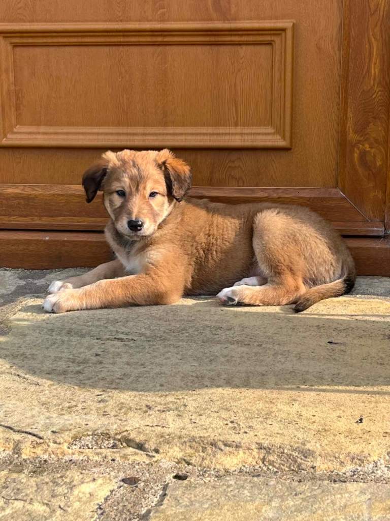 Retriever/ Belgium shepherd/ saluki pups 
