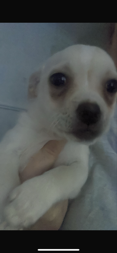 Gorgeous jack russel cross chihuahua female puppy 