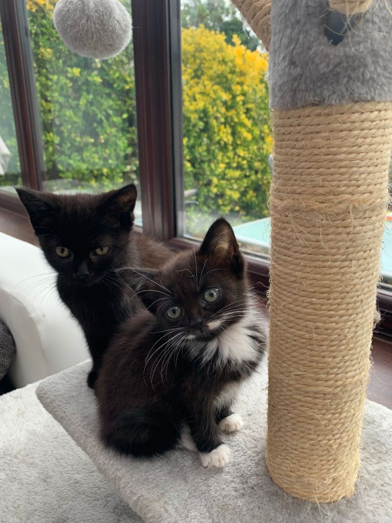  Two lovely black kitten for sale! Both for £100 !