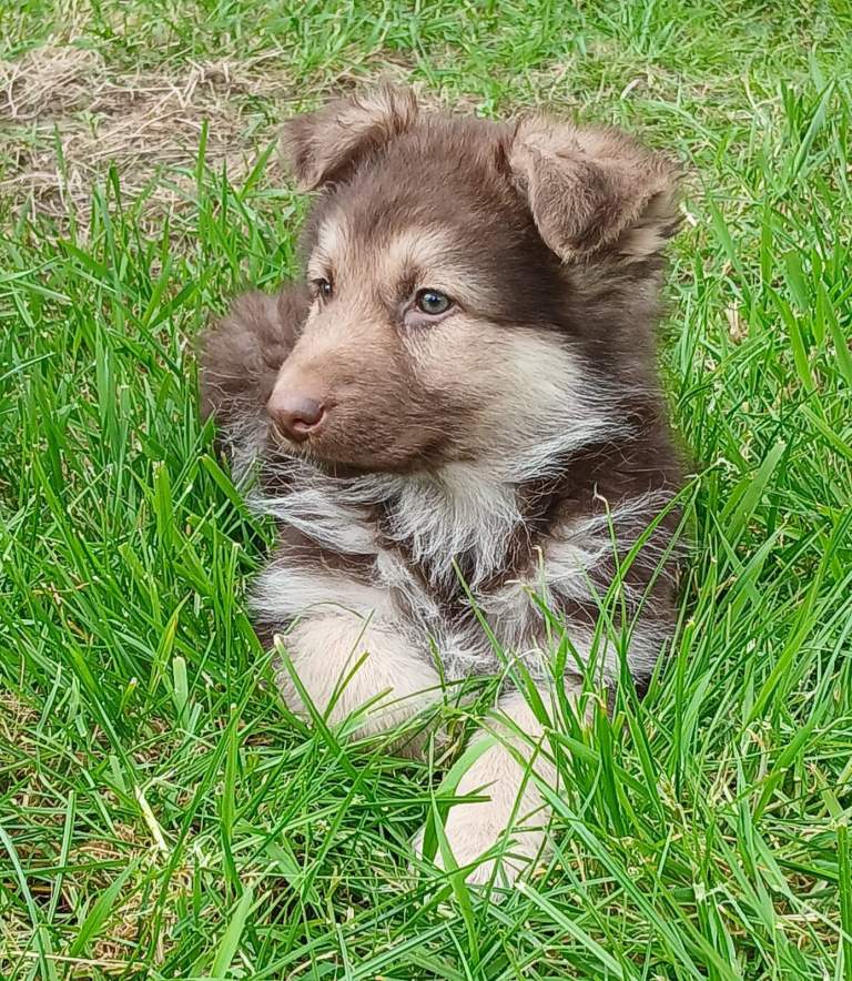 German Shepard puppies