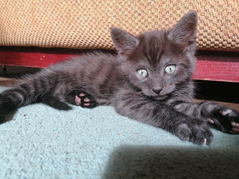 Kittens for sale! 