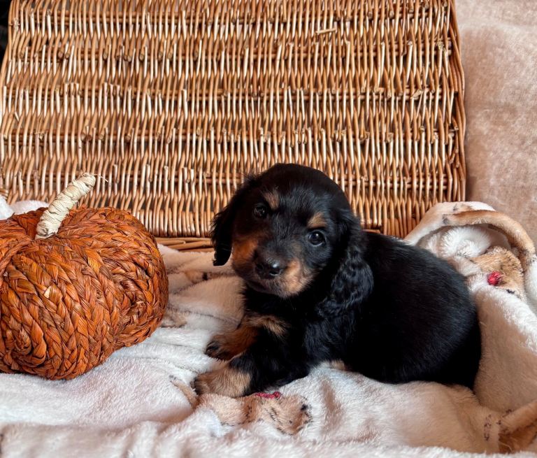 Beautiful Dachshund Puppies – Born 3rd December – Ready 29th January