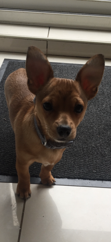 Chihuahua mix, male 