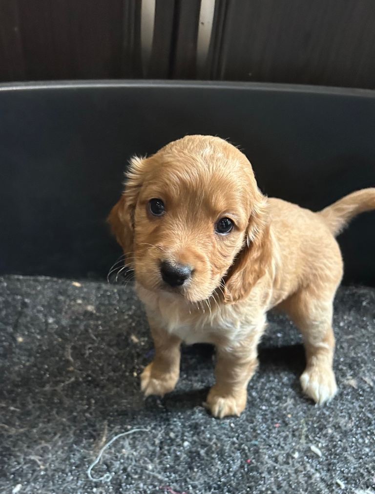 Cockapoo puppy male red