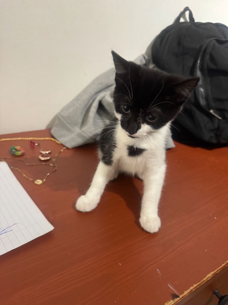 Sweet, Affectionate Cat Looking for a Caring Home