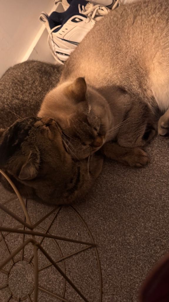 Cats family of three. Very open for price if the family is right :)