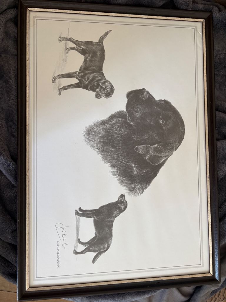 Framed Black Labrador Print - Good Condition