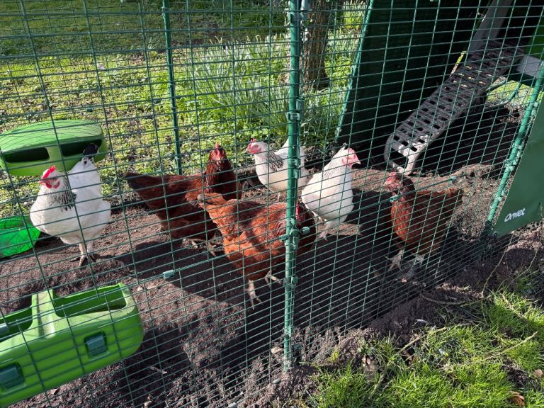 Rhode Island Hens 
