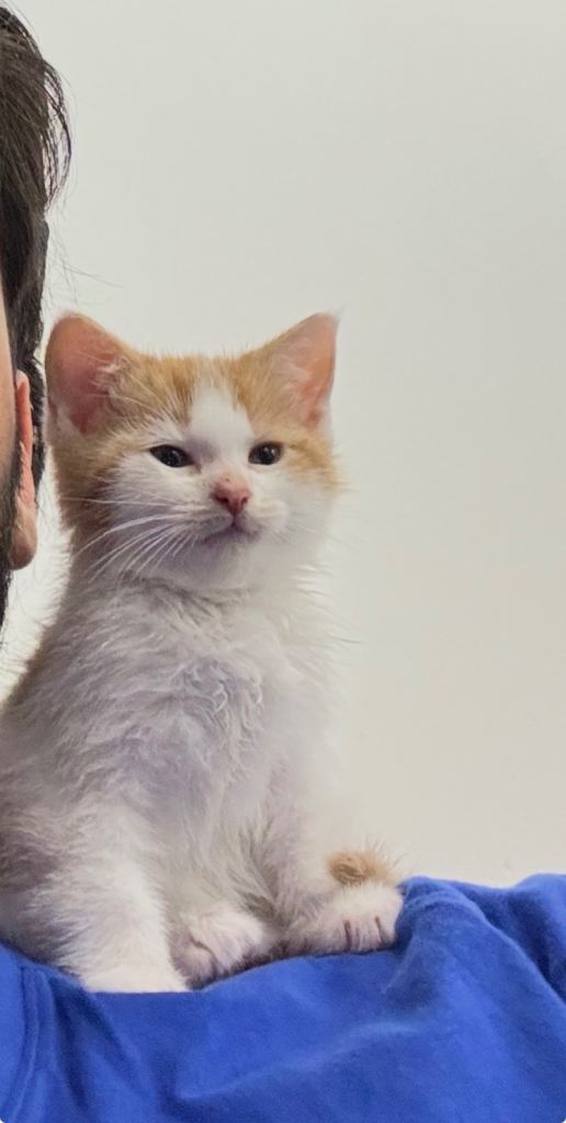 Female Kitten Yuki (8-9 weeks old)