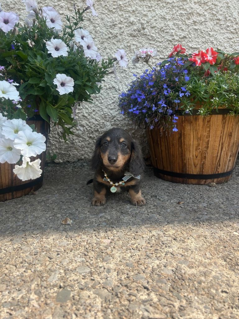 Stunning miniature dachshund available 