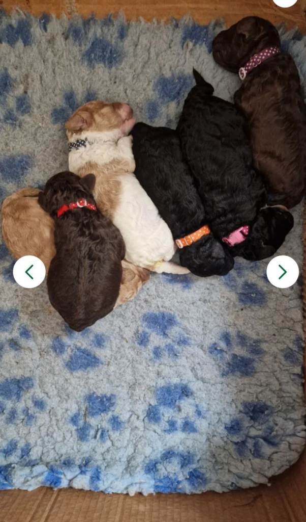 Beautiful Miniature Poodle Puppies PRA clear 