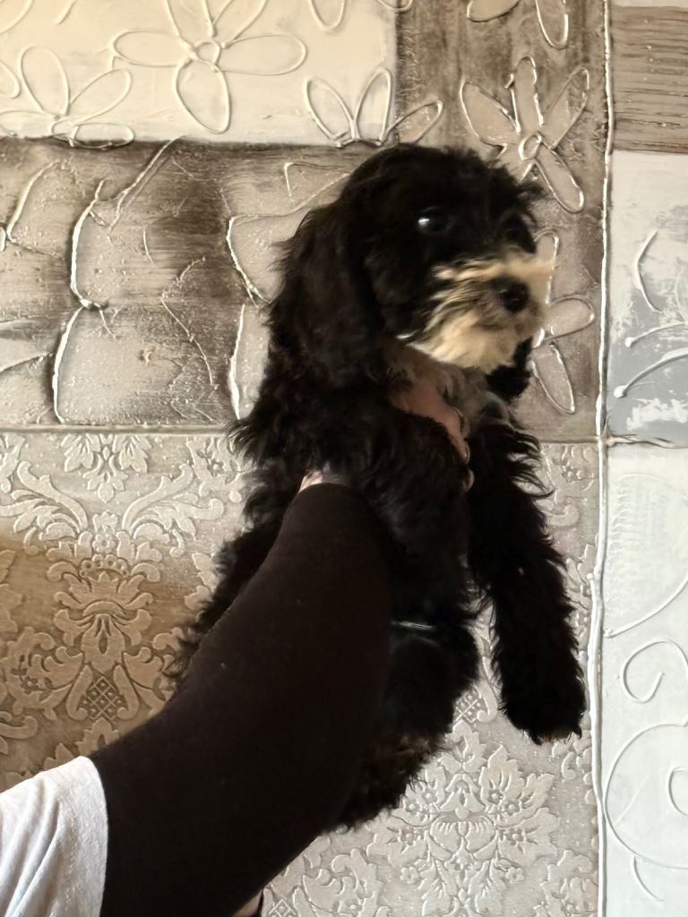 Beautiful cockapoo puppies for sale 