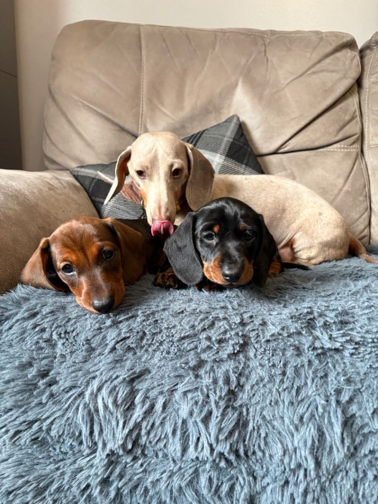 Miniature dachshund 