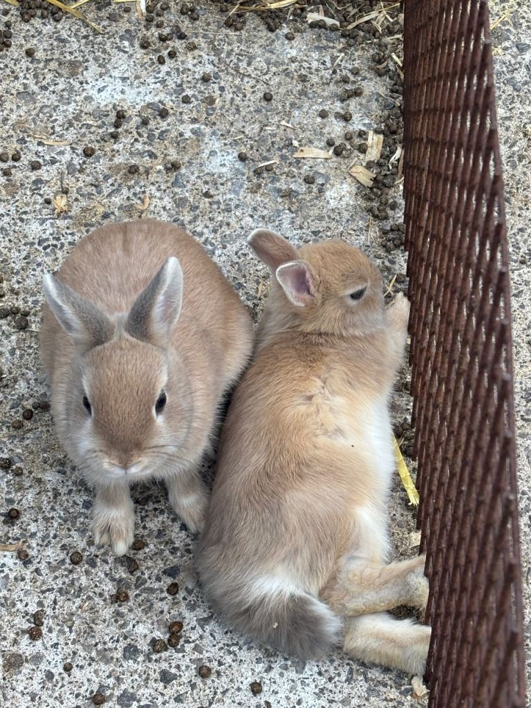 Netherland dwarfs
