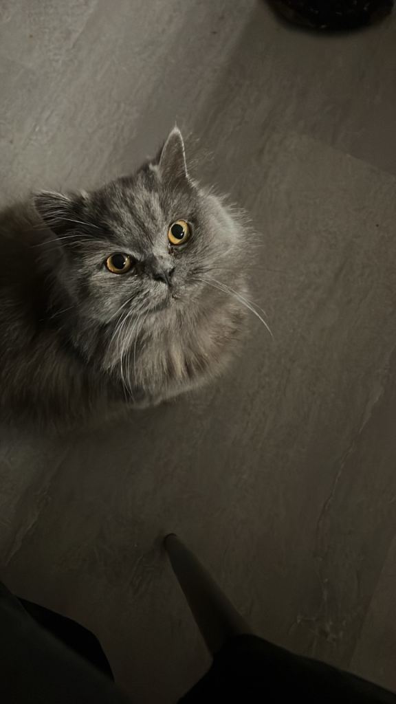 Purebred british shorthair female 