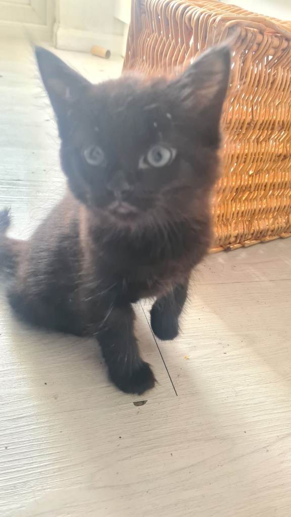 Long haired , playful kittens ready for new home