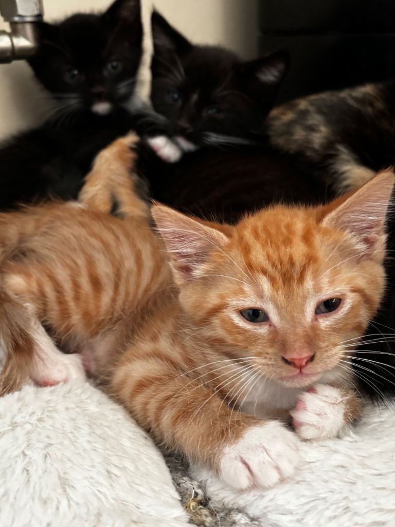 mixed litter of kittens 